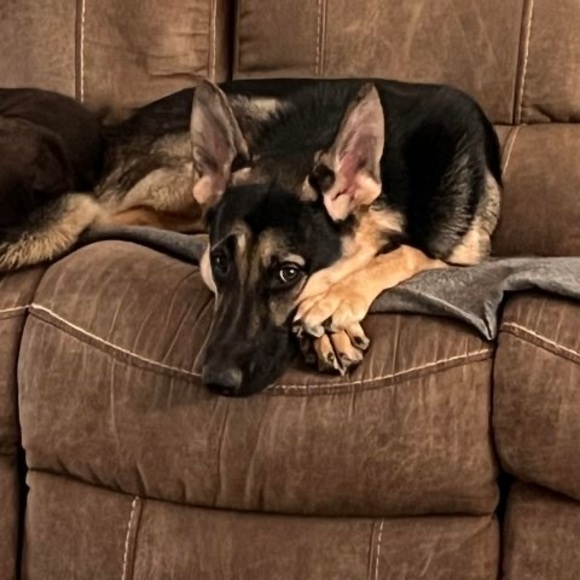 Meet your Posher, Denise - Picture 1 of 1